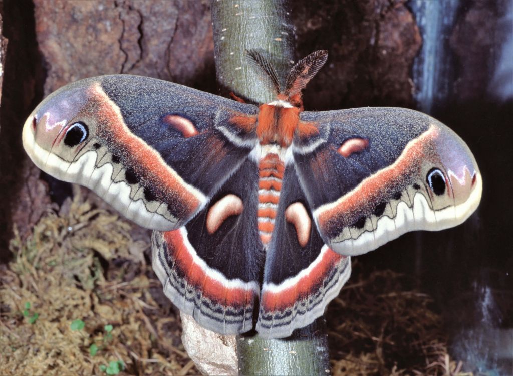 Un papillon de nuit