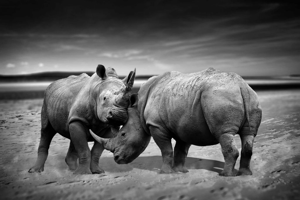 Des rhinocéros en combat