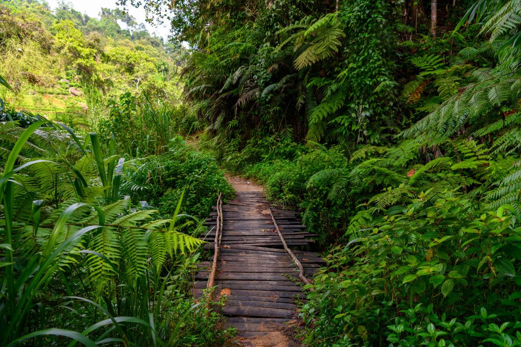 Pont en bois dans la jungle
