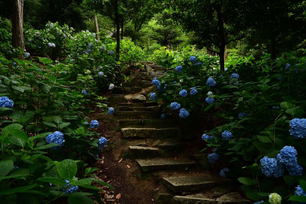Chemin de la jungle