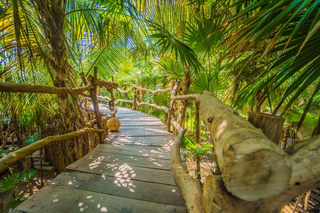 Pont dans la jungle tropicale