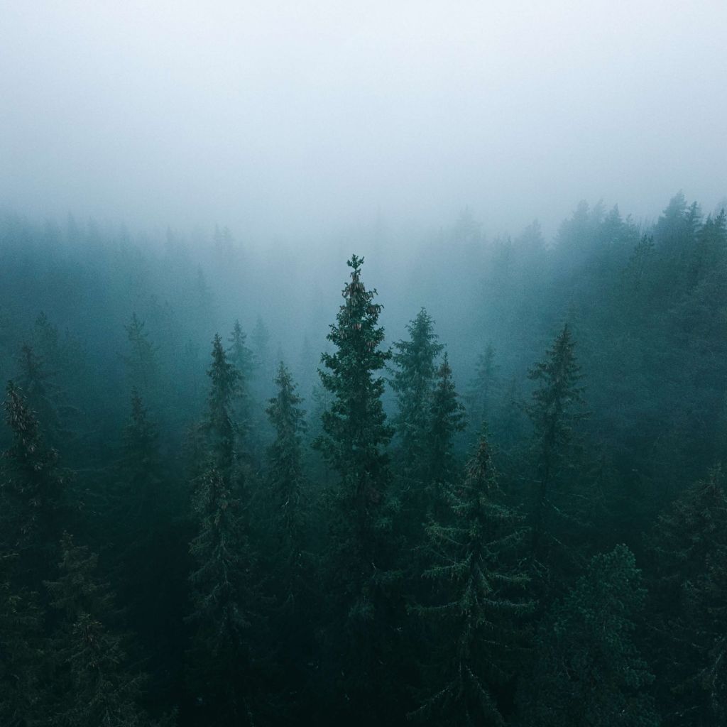 Sapins dans la brume
