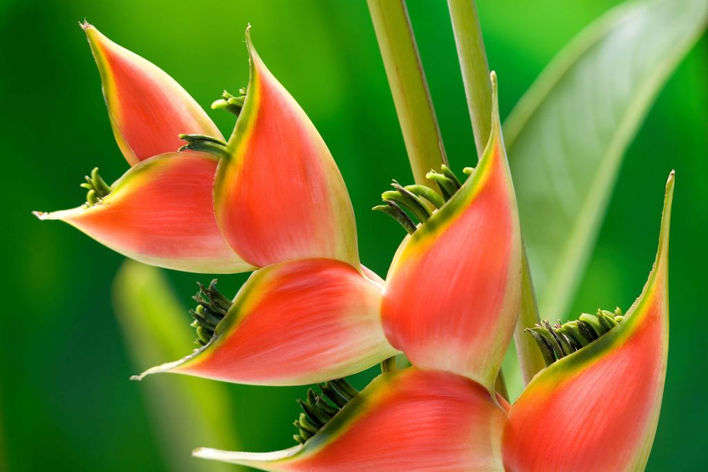 Fleur d'héliconia rouge