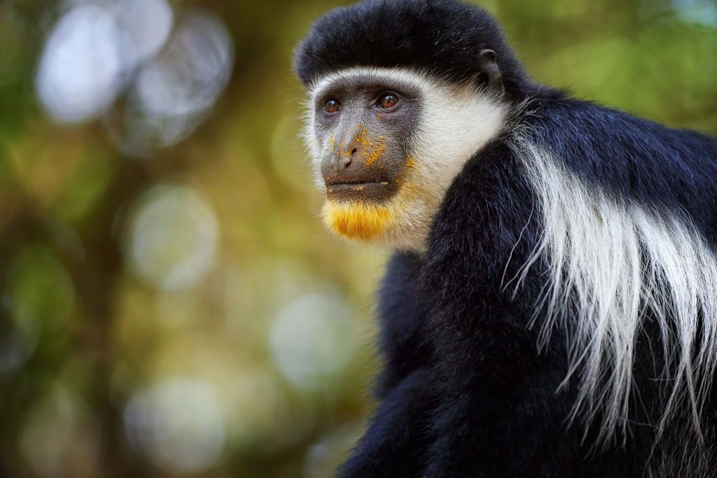 Singe d'Amazonie