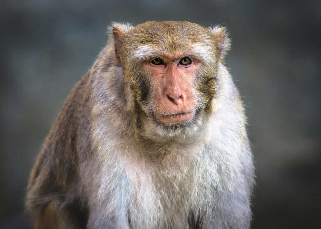 Gros plan sur un singe