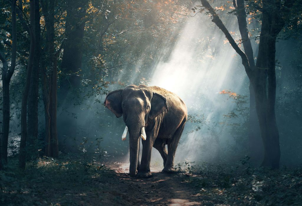 Éléphant dans une jungle