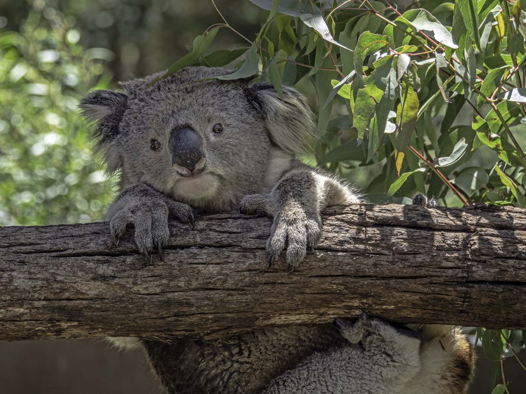 Koala mignon