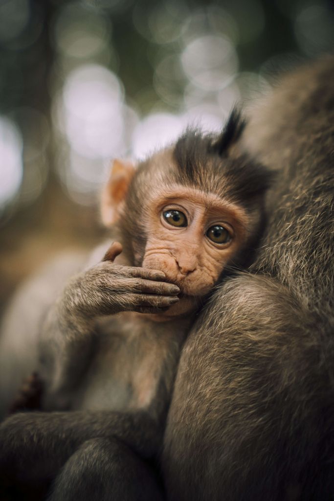 Gros plan d'un petit singe