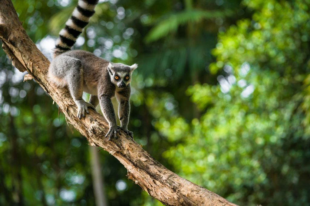 Lémurien dans un arbre