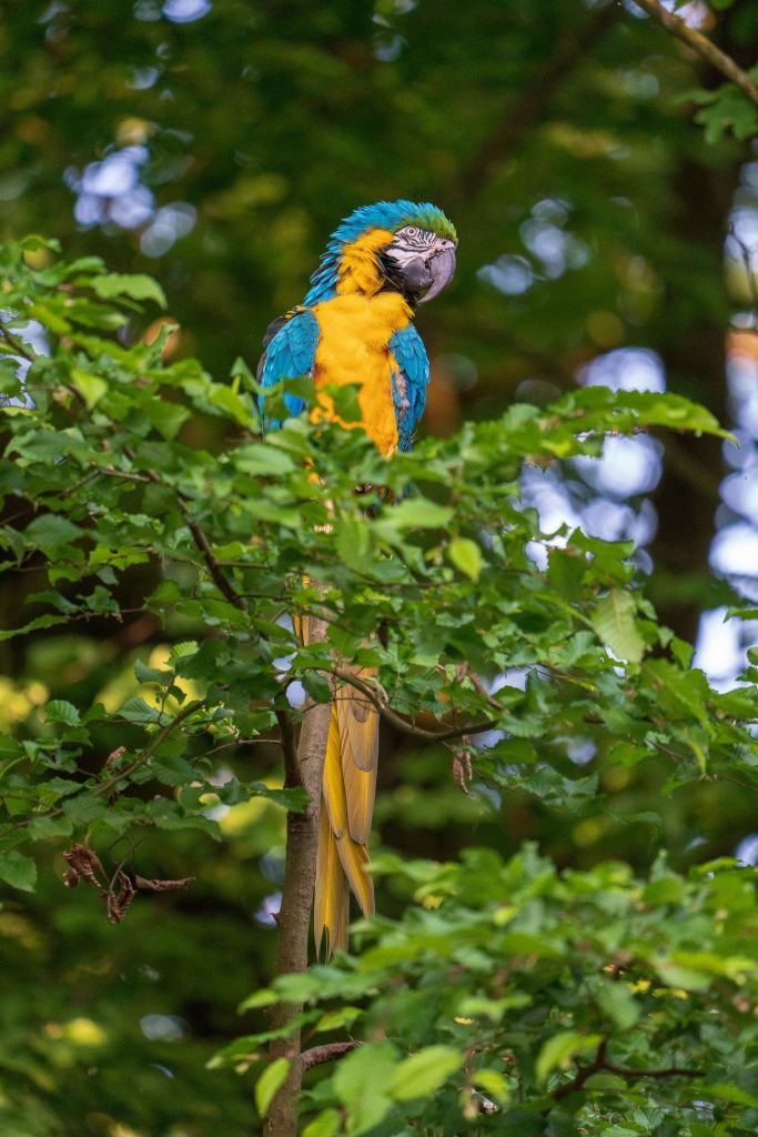 Ara avec des ailes bleues
