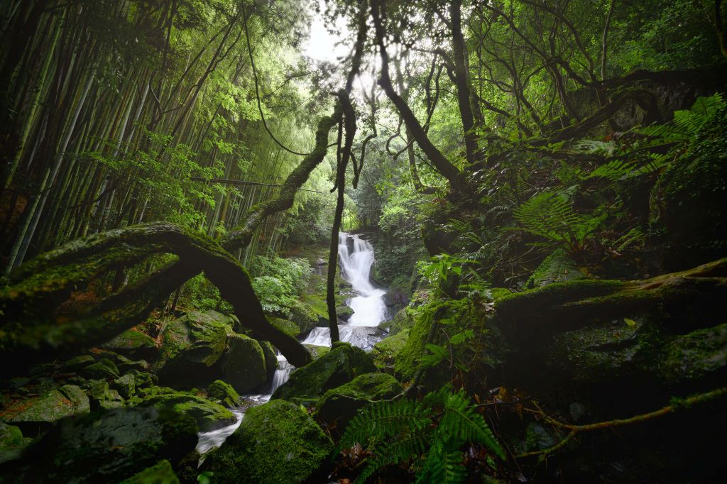 Chute d'eau entourée d'arbres