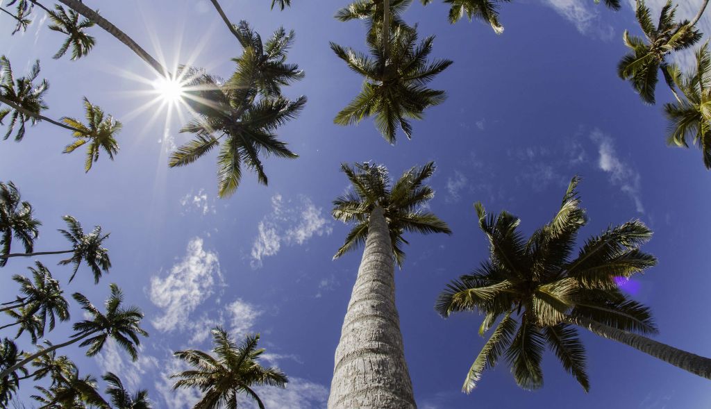 Palmiers dans un ciel bleu