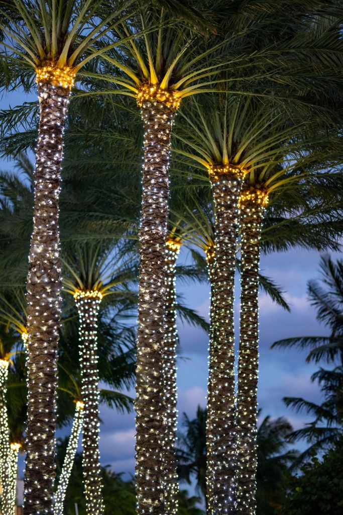 Palmiers illuminés