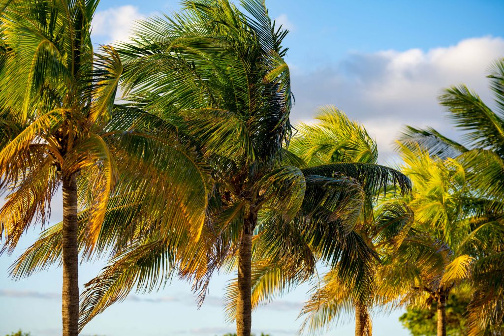 Palmiers à Miami