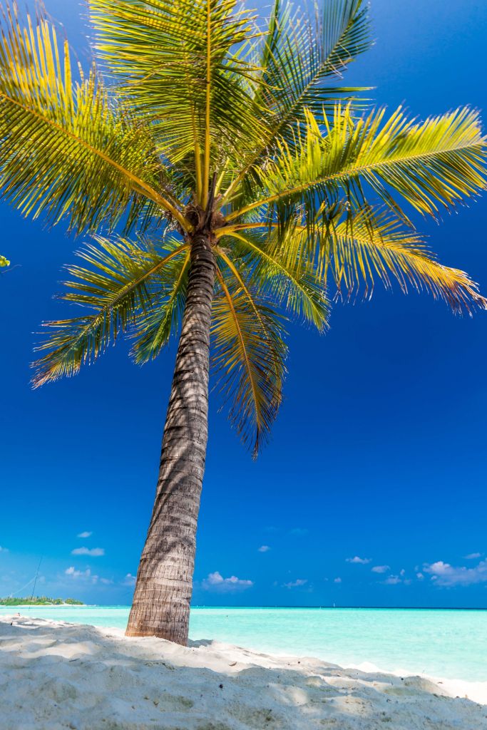 Palmier aux Maldives