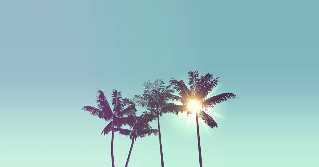 Palmiers contre le soleil