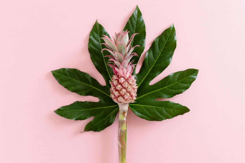 Feuille avec ananas rose
