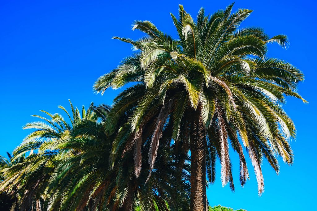 Palmiers avec un ciel clair