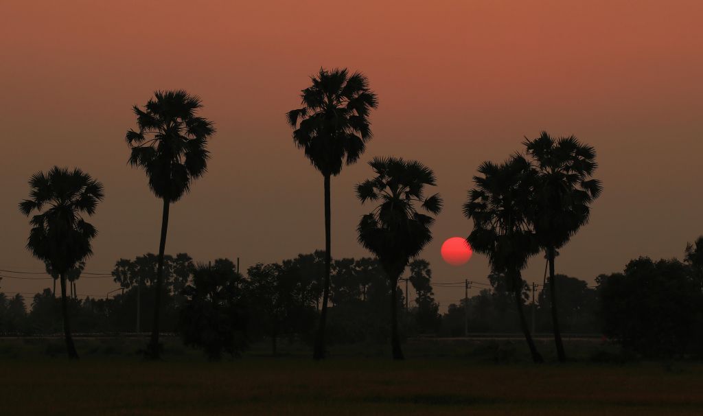 Coucher de soleil derrière le palmier