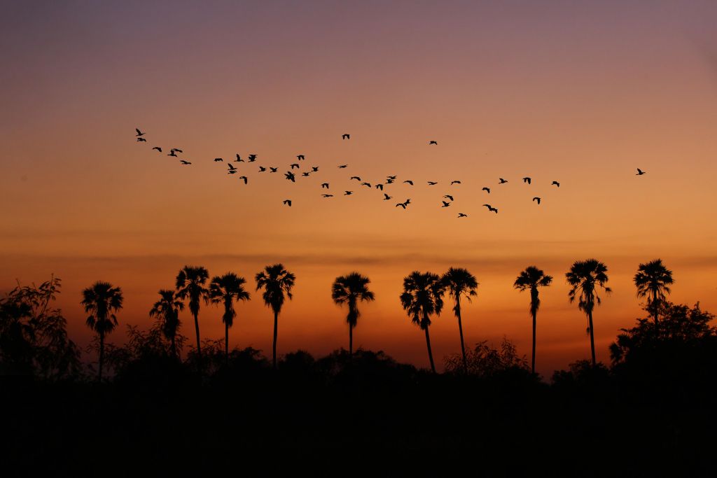 Palmiers avec groupe d'oiseaux