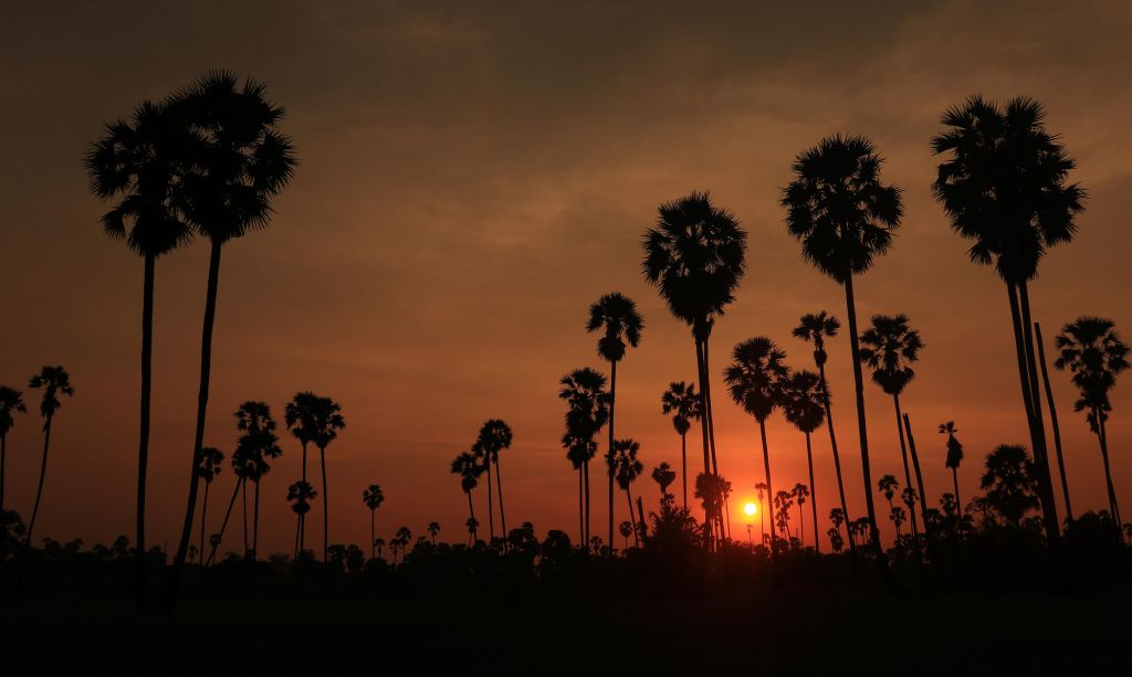 Coucher de soleil derrière les cocotiers