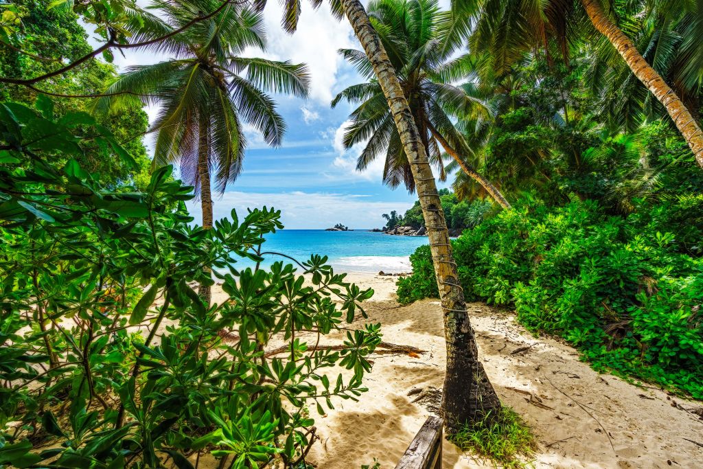 Plage entre les palmiers