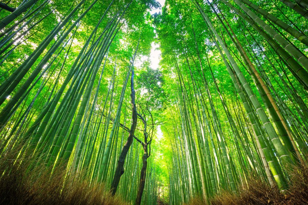 Forêt de bambous d'Arashiyama