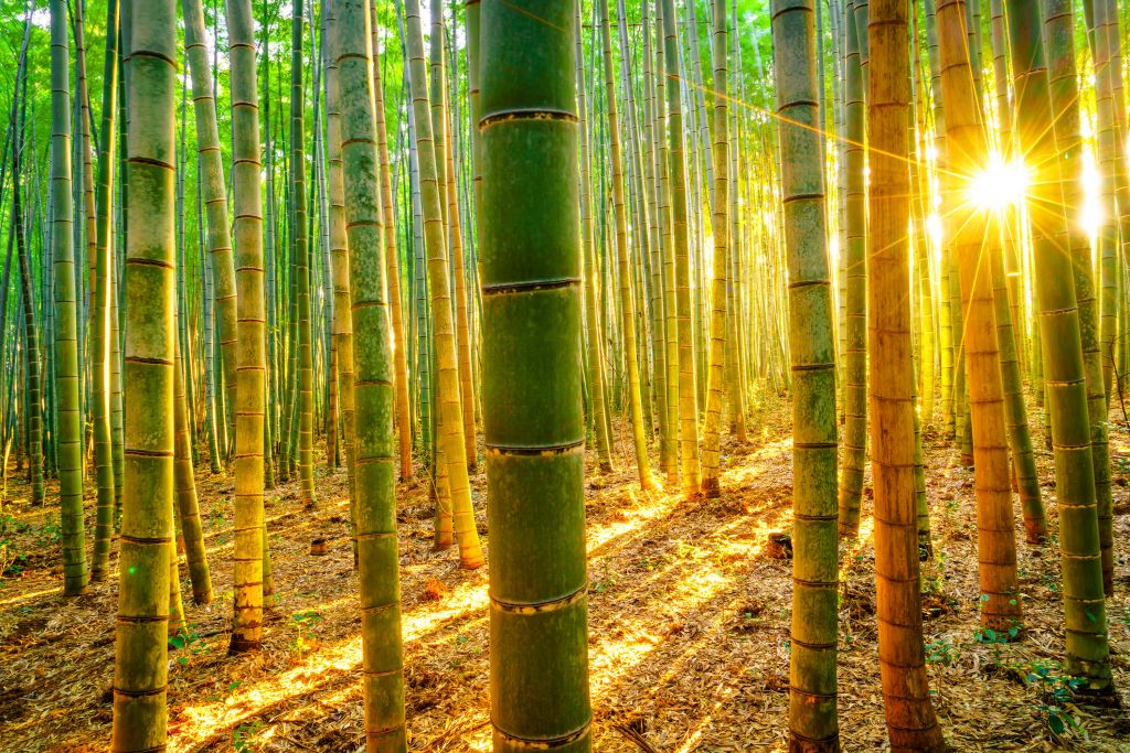 Forêt de bambous au lever du soleil