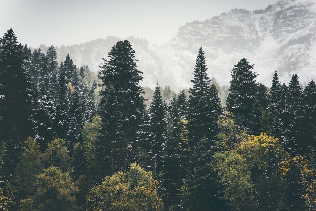 Forêt de conifères