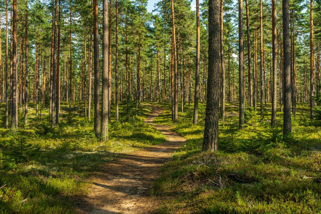 Sentier dans une forêt de pins