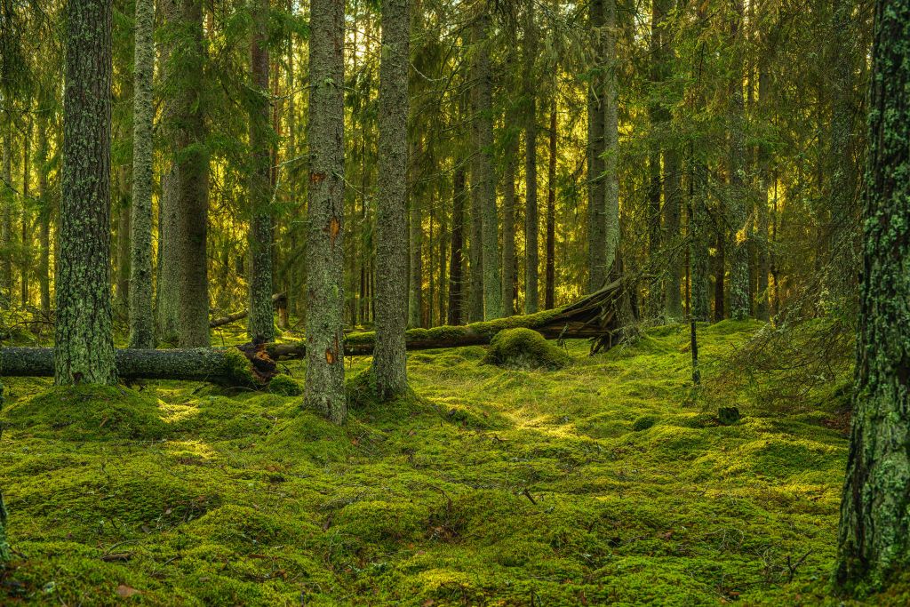 Forêt de pins verts