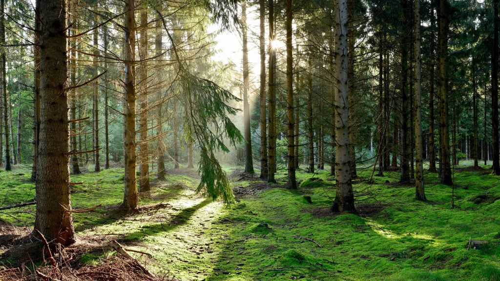 Forêt de conifères dans le soleil du matin