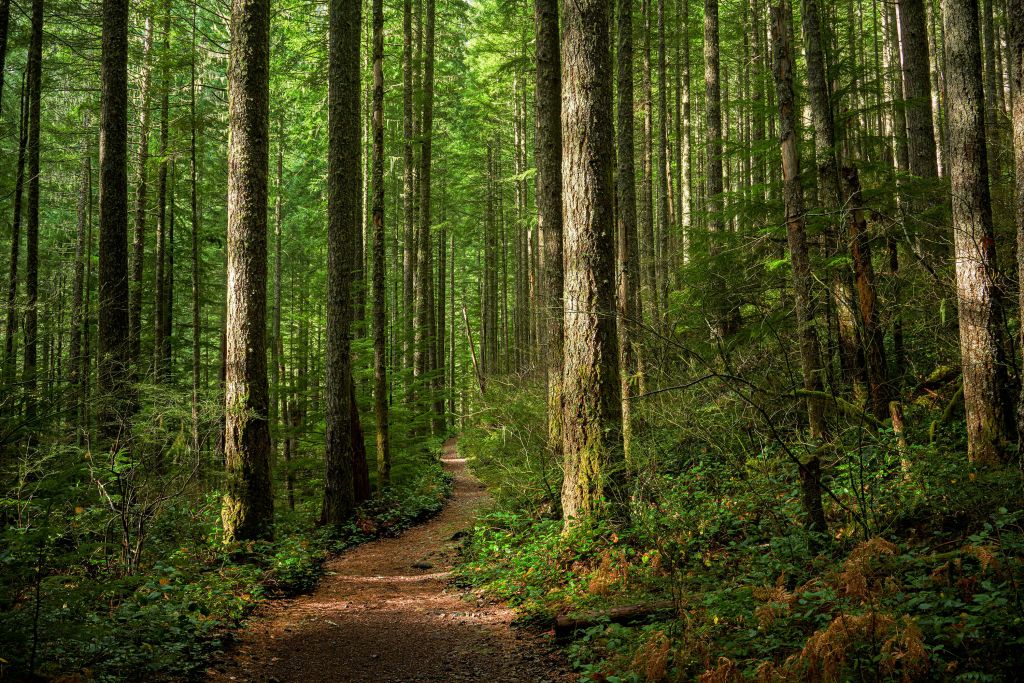 Chemin dans la forêt