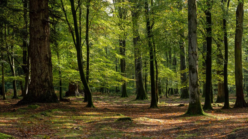 Promenade en forêt