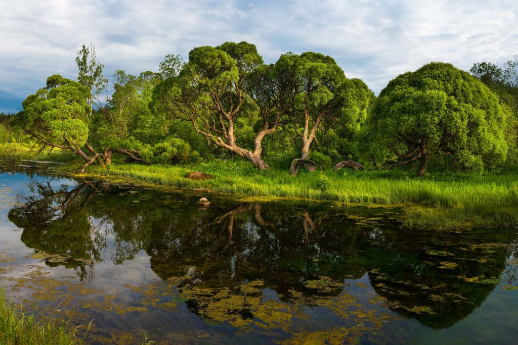 Arbres au bord d'un lac