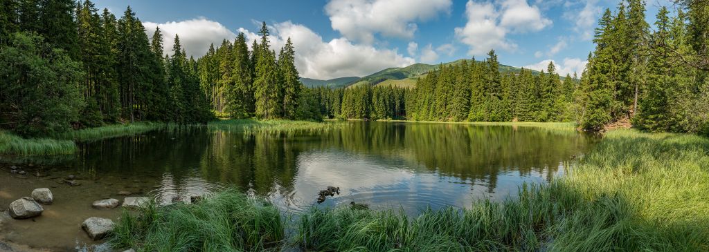 Lac dans la forêt