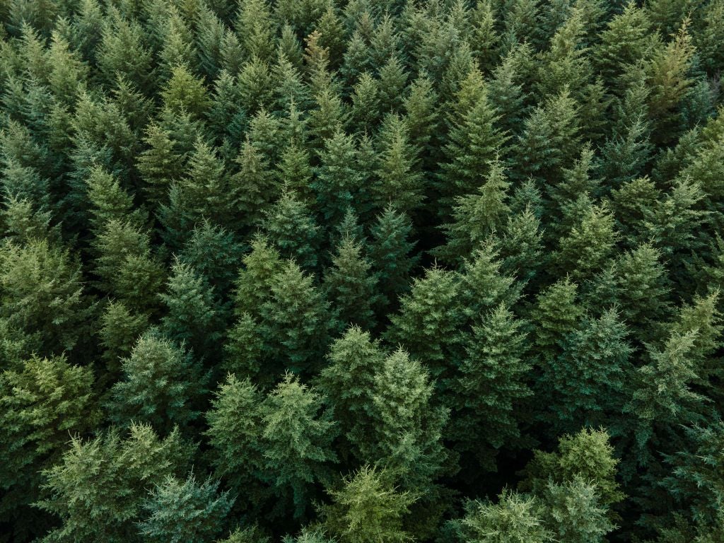 Les sapins de Douglas vus d'en haut