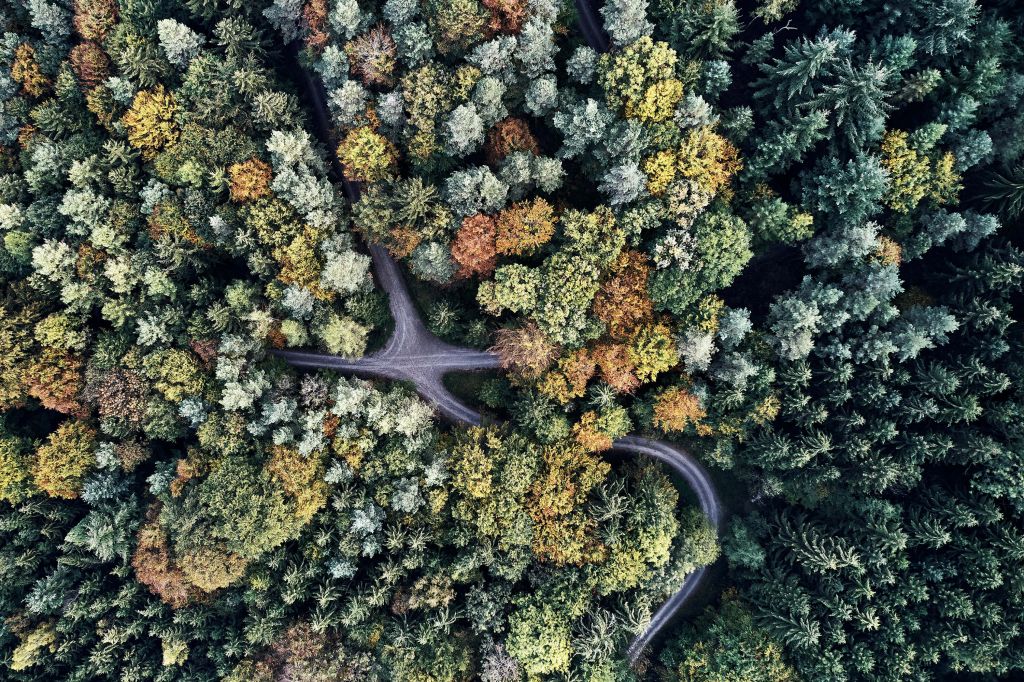 Route dans une forêt d'automne