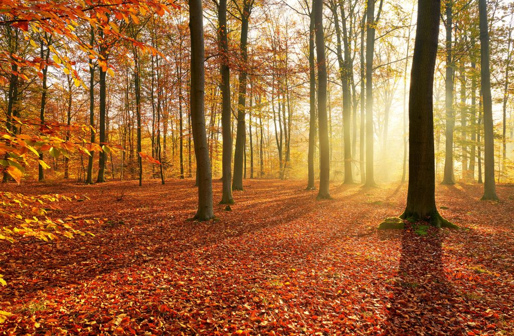 Matin d'automne dans la forêt