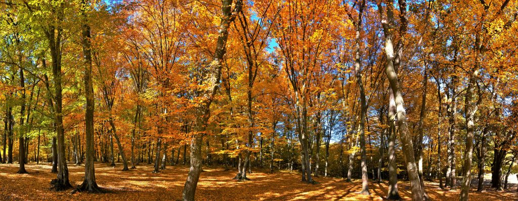 L'automne dans la forêt