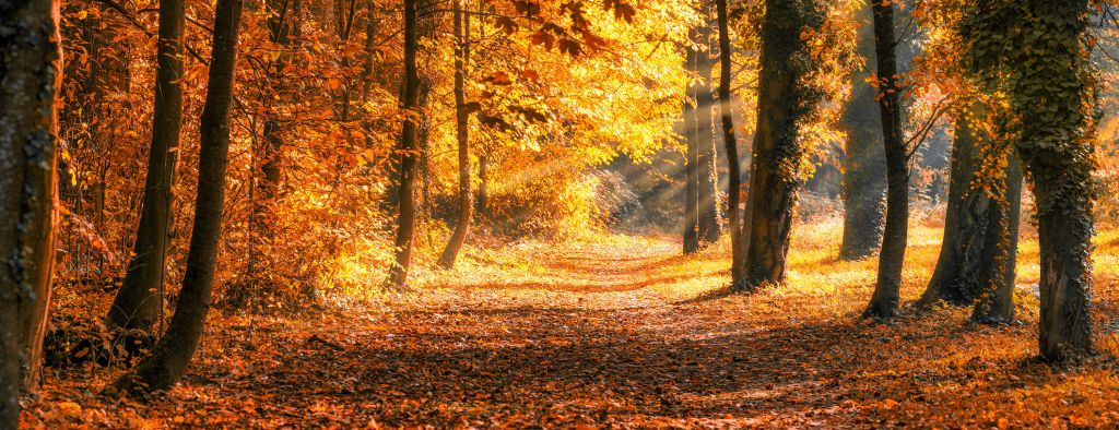 Panorama en automne