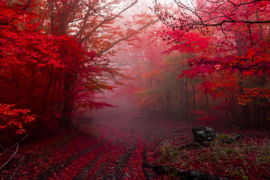 Forêt rouge