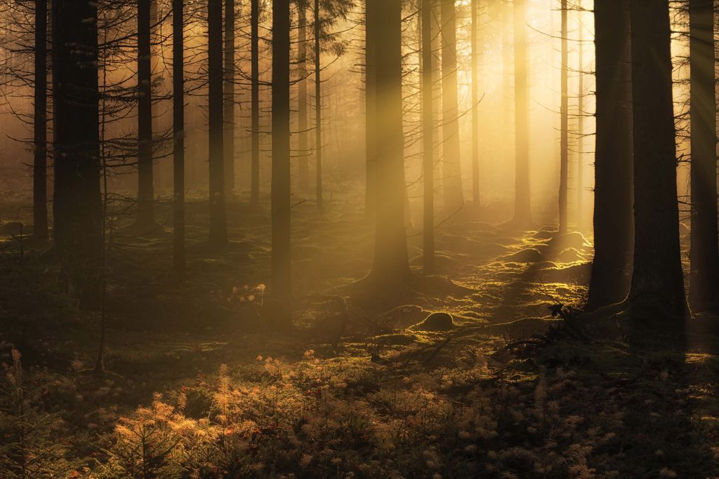 Forêt sombre d'automne