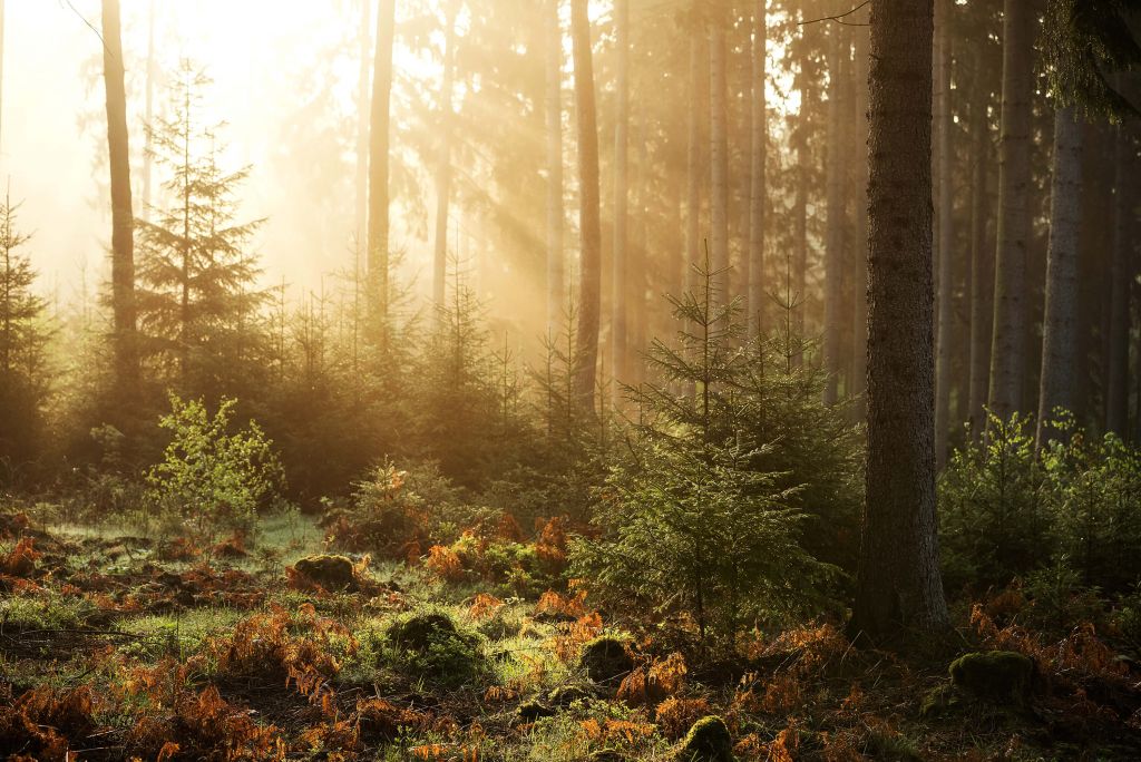 Rayons de soleil à travers la forêt