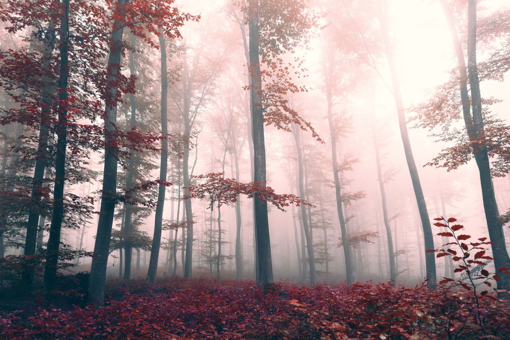 Paysage de forêt rouge