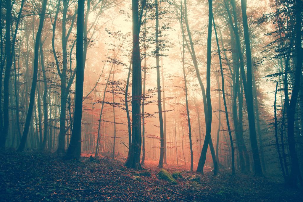 Forêt aux couleurs vintage