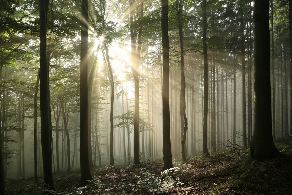 Forêt d'automne à feuilles caduques