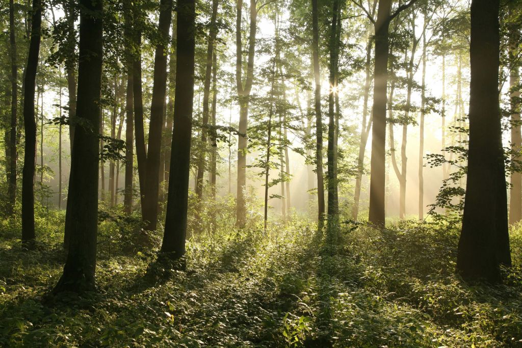 Forêt de feuillus brumeuse