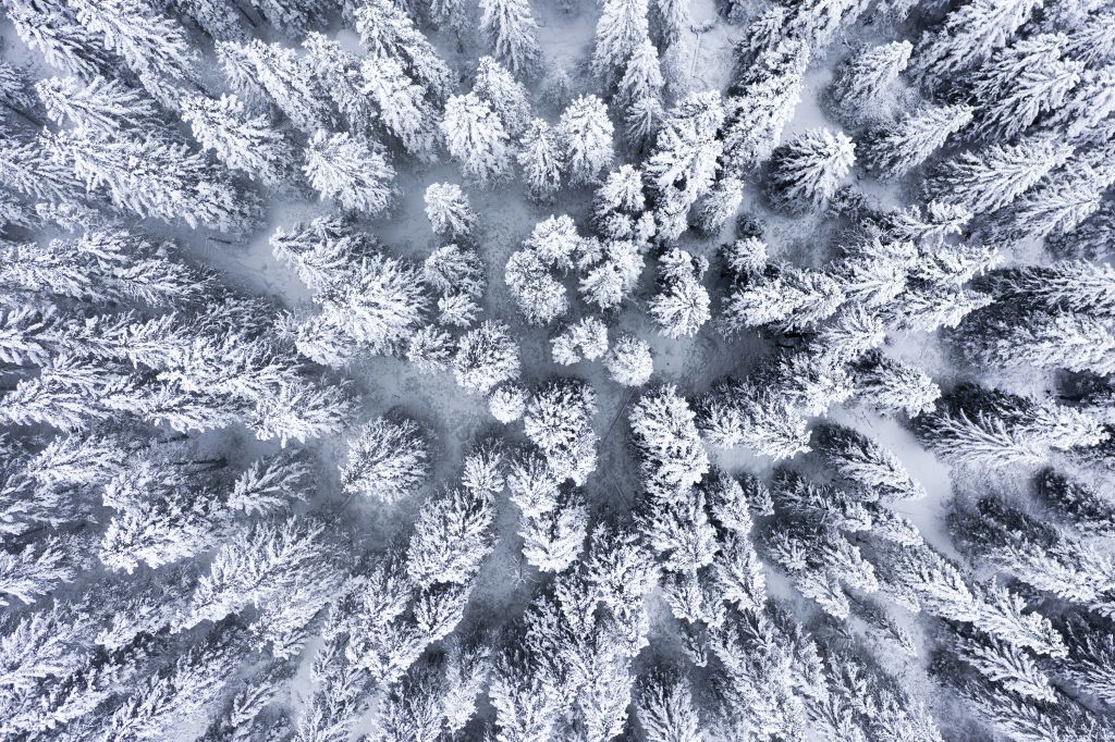 La forêt d'hiver vue d'en haut
