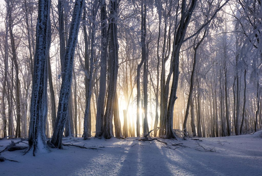 Arbres gelés